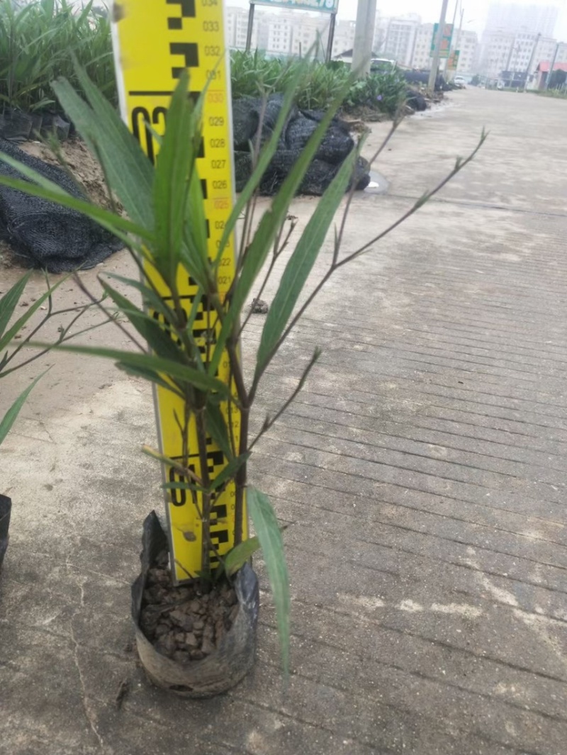 翠芦莉矮化翠芦莉粉花翠芦莉，基地大量现货供应。
