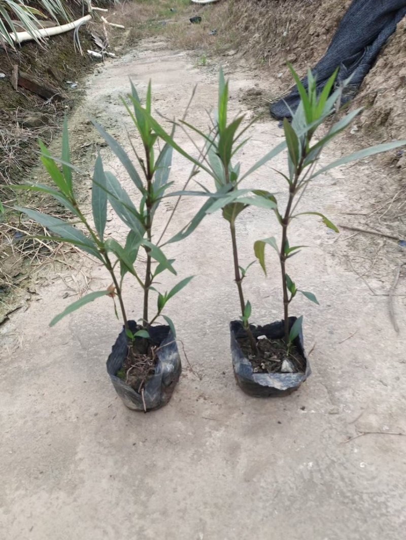 翠芦莉矮化翠芦莉粉花翠芦莉，基地大量现货供应。