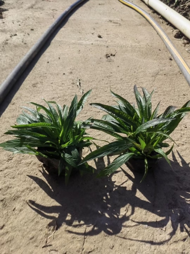 翠芦莉矮化翠芦莉粉花翠芦莉，基地大量现货供应。
