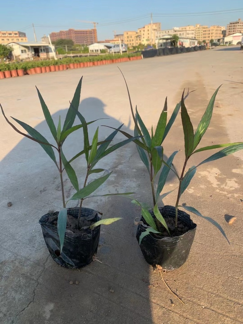 翠芦莉矮化翠芦莉粉花翠芦莉，基地大量现货供应。