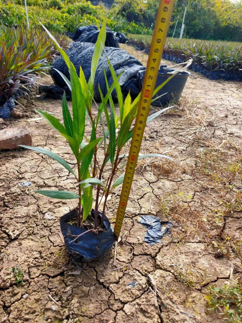 翠芦莉矮化翠芦莉粉花翠芦莉，基地大量现货供应。