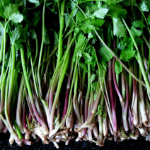 大叶芹，东北山芹菜山野菜