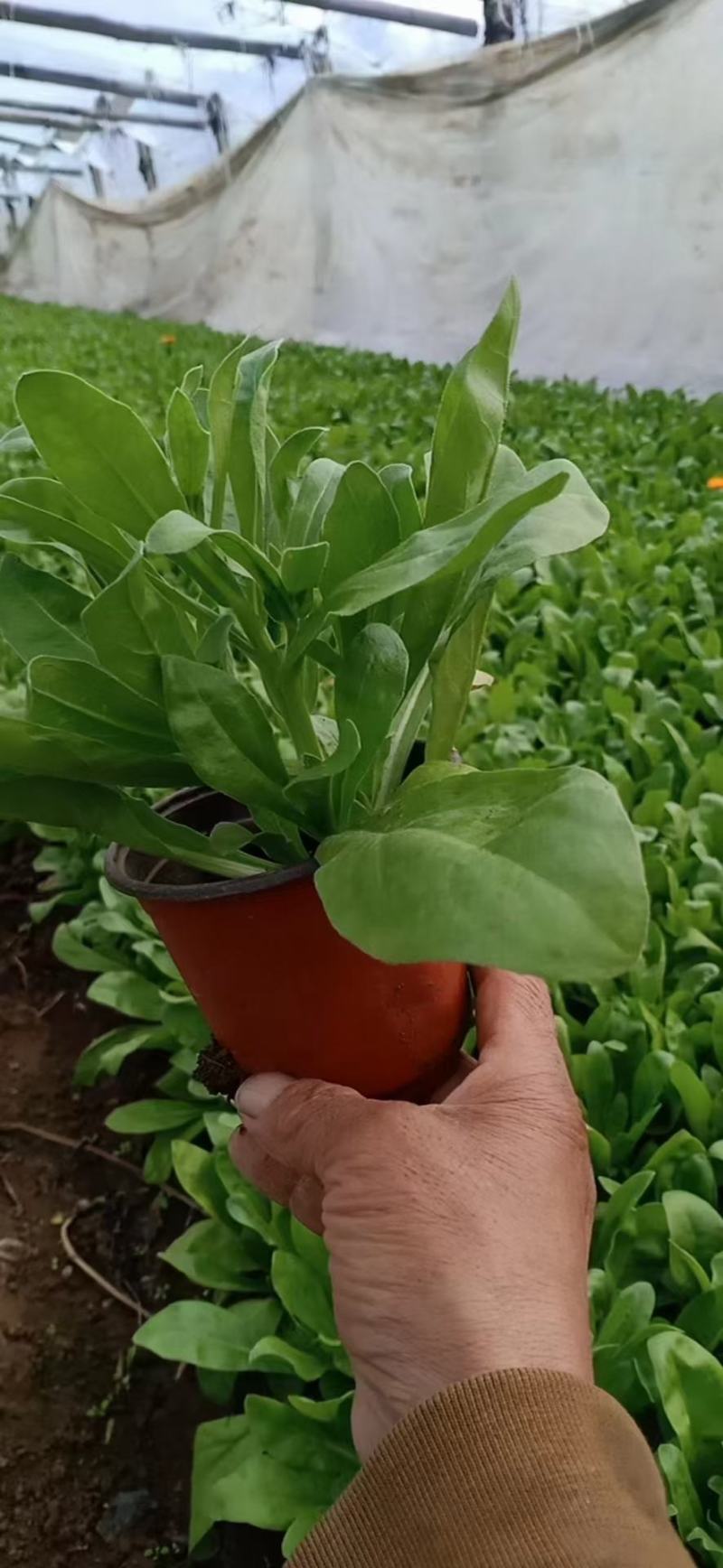 金盏菊，有小杯的，大杯的都有货，质量上乘，量大从优