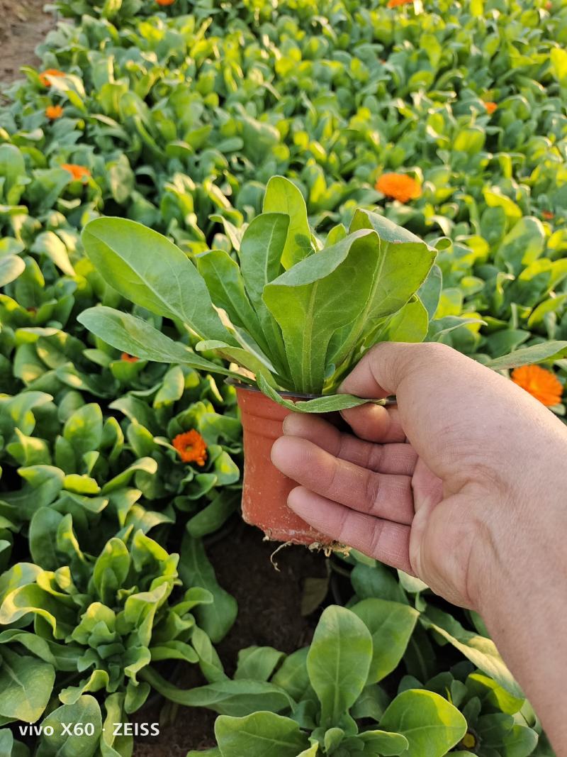 金盏菊，有小杯的，大杯的都有货，质量上乘，量大从优