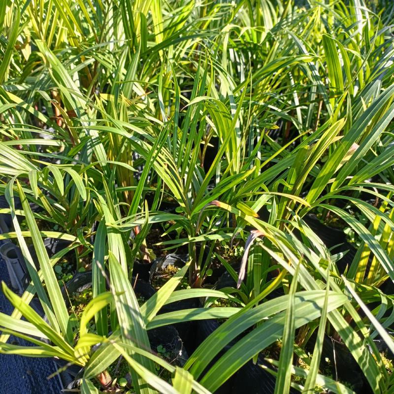 三角椰子是棕榈科马岛椰属乔木植物。原产于马达加斯
