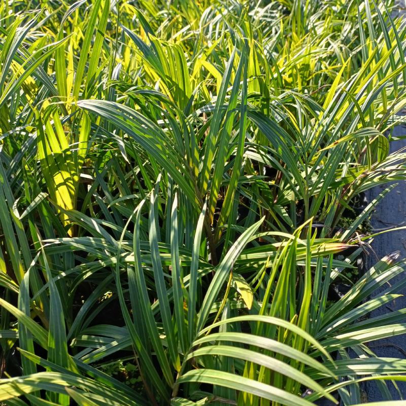 三角椰子是棕榈科马岛椰属乔木植物。原产于马达加斯