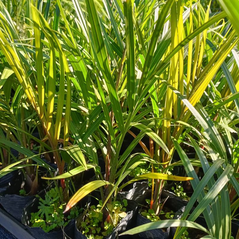 三角椰子是棕榈科马岛椰属乔木植物。原产于马达加斯