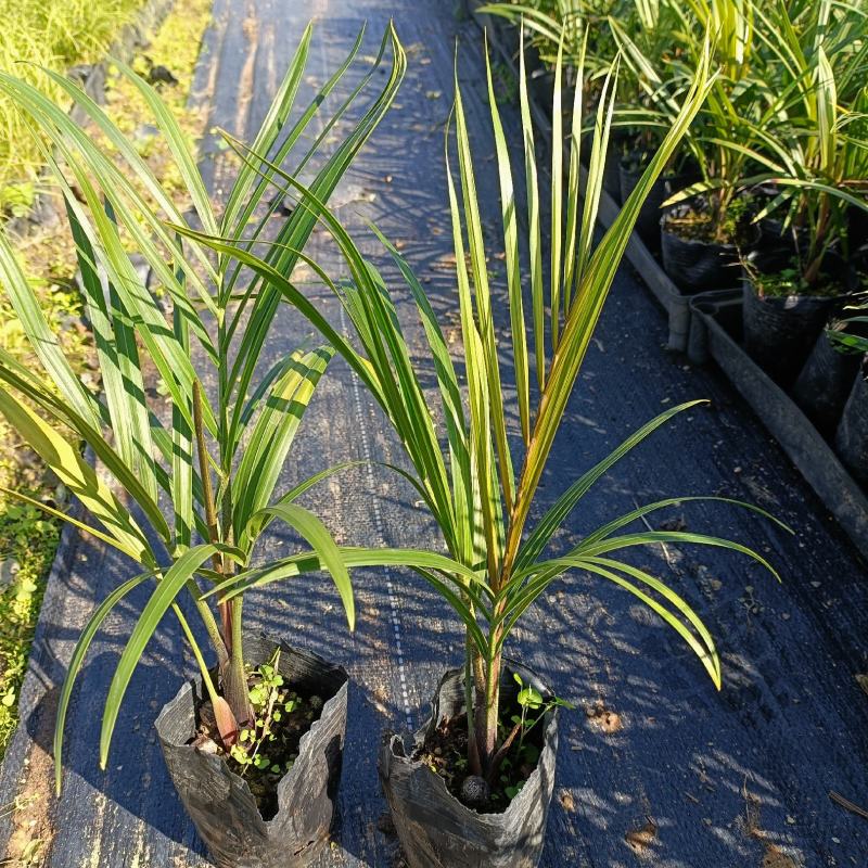 三角椰子是棕榈科马岛椰属乔木植物。原产于马达加斯
