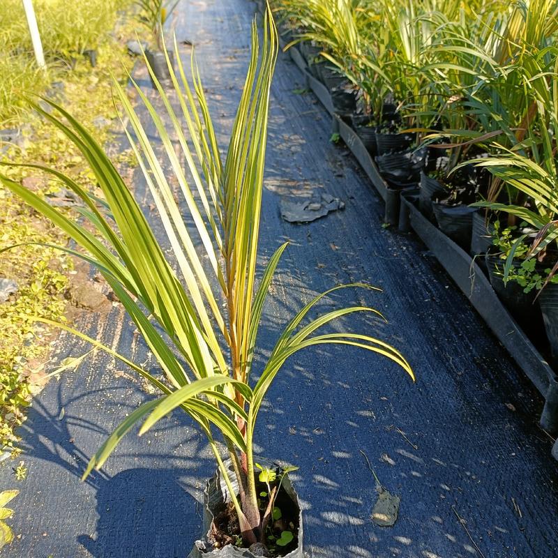 三角椰子是棕榈科马岛椰属乔木植物。原产于马达加斯