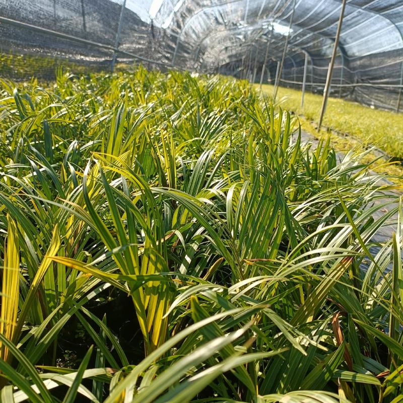 三角椰子是棕榈科马岛椰属乔木植物。原产于马达加斯