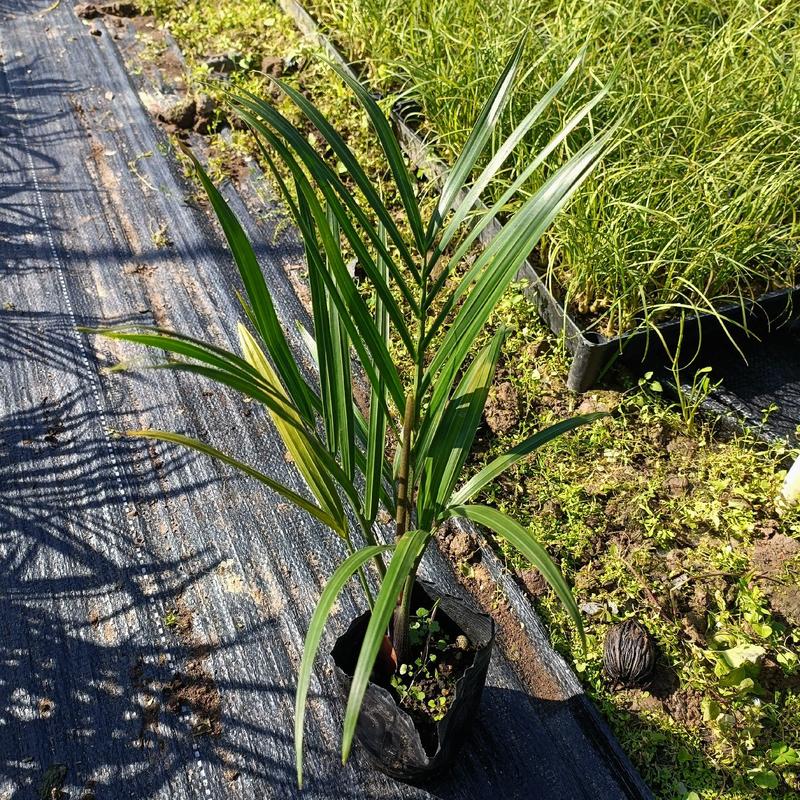 三角椰子是棕榈科马岛椰属乔木植物。原产于马达加斯