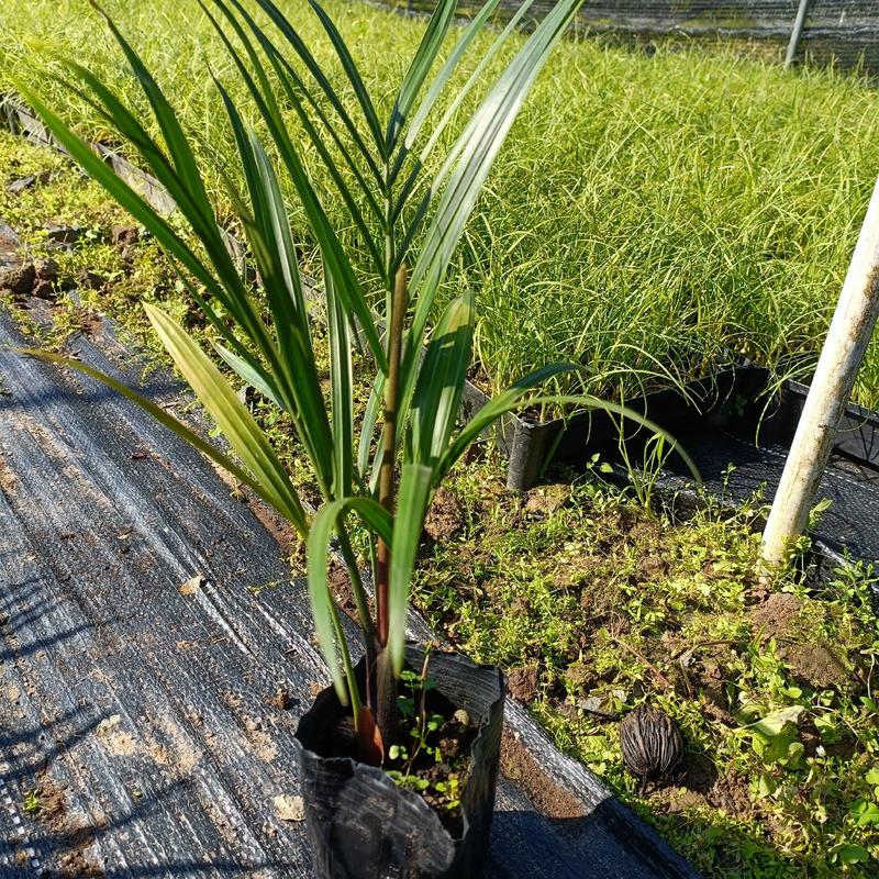 三角椰子是棕榈科马岛椰属乔木植物。原产于马达加斯