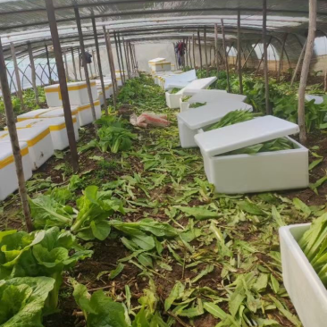 河北邯郸产地直销，新鲜采摘