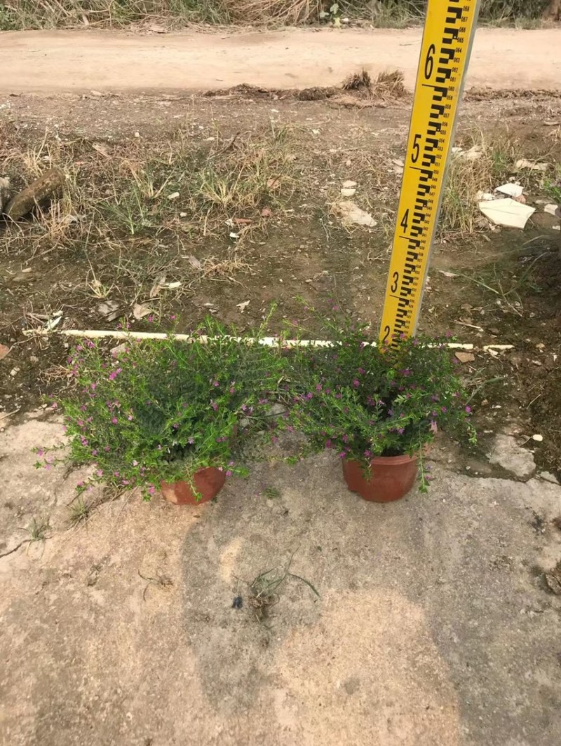 蓝星基地大量现货供应，又名星花，欢迎各位客户咨询