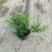 蓝星基地大量现货供应，又名星花，欢迎各位客户咨询