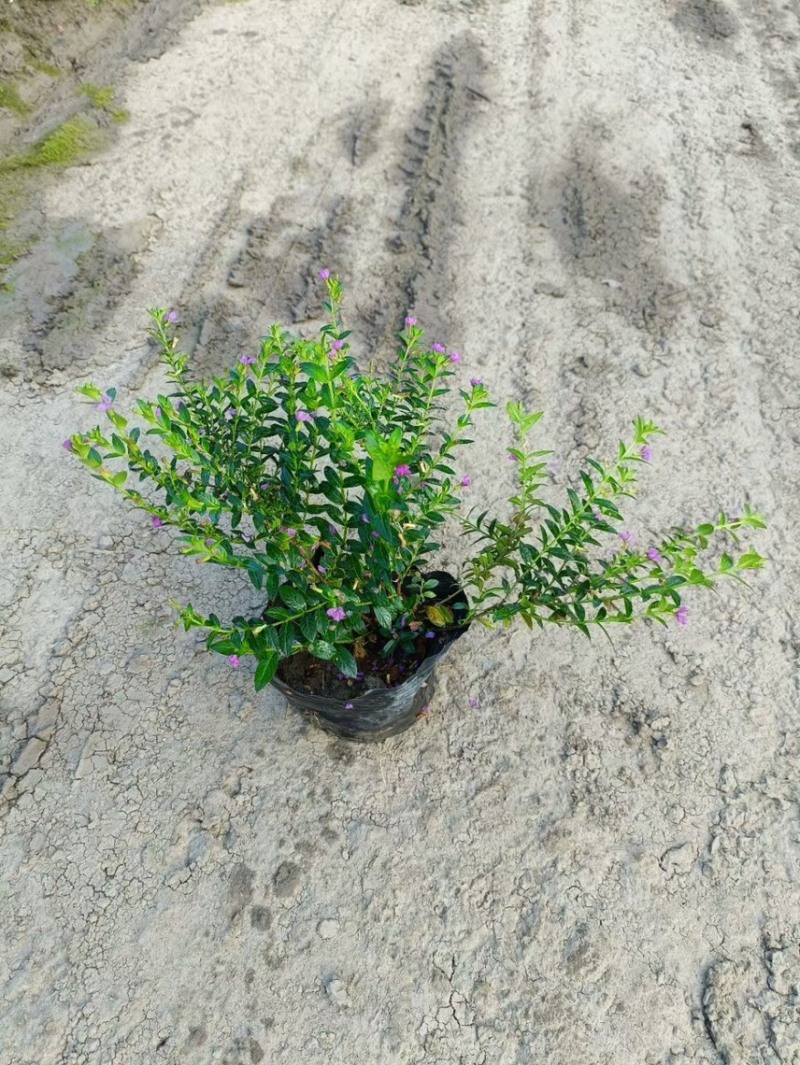 蓝星基地大量现货供应，又名星花，欢迎各位客户咨询