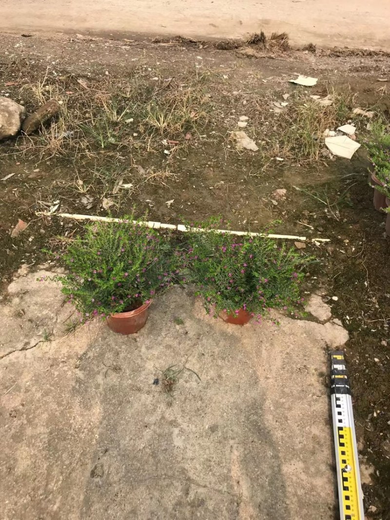蓝星基地大量现货供应，又名星花，欢迎各位客户咨询