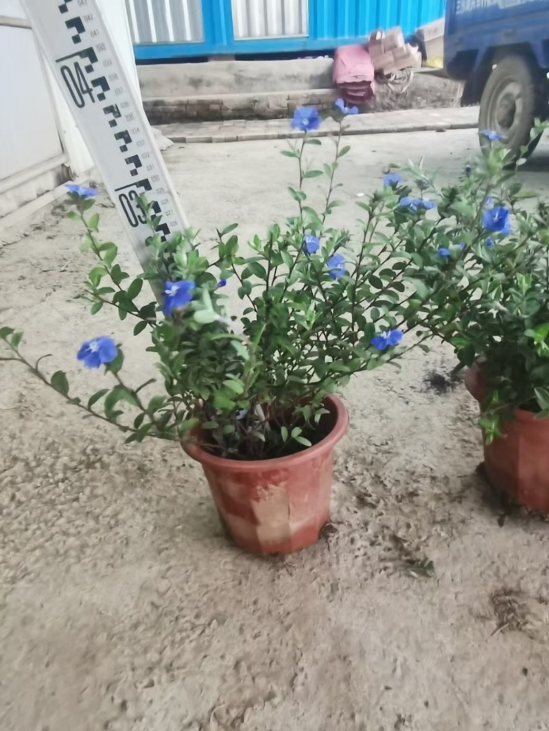 蓝星基地大量现货供应，又名星花，欢迎各位客户咨询
