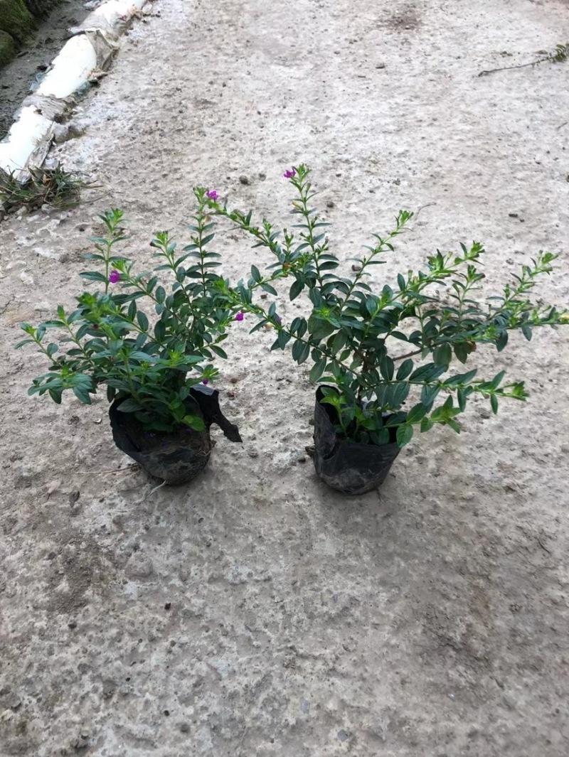 蓝星基地大量现货供应，又名星花，欢迎各位客户咨询