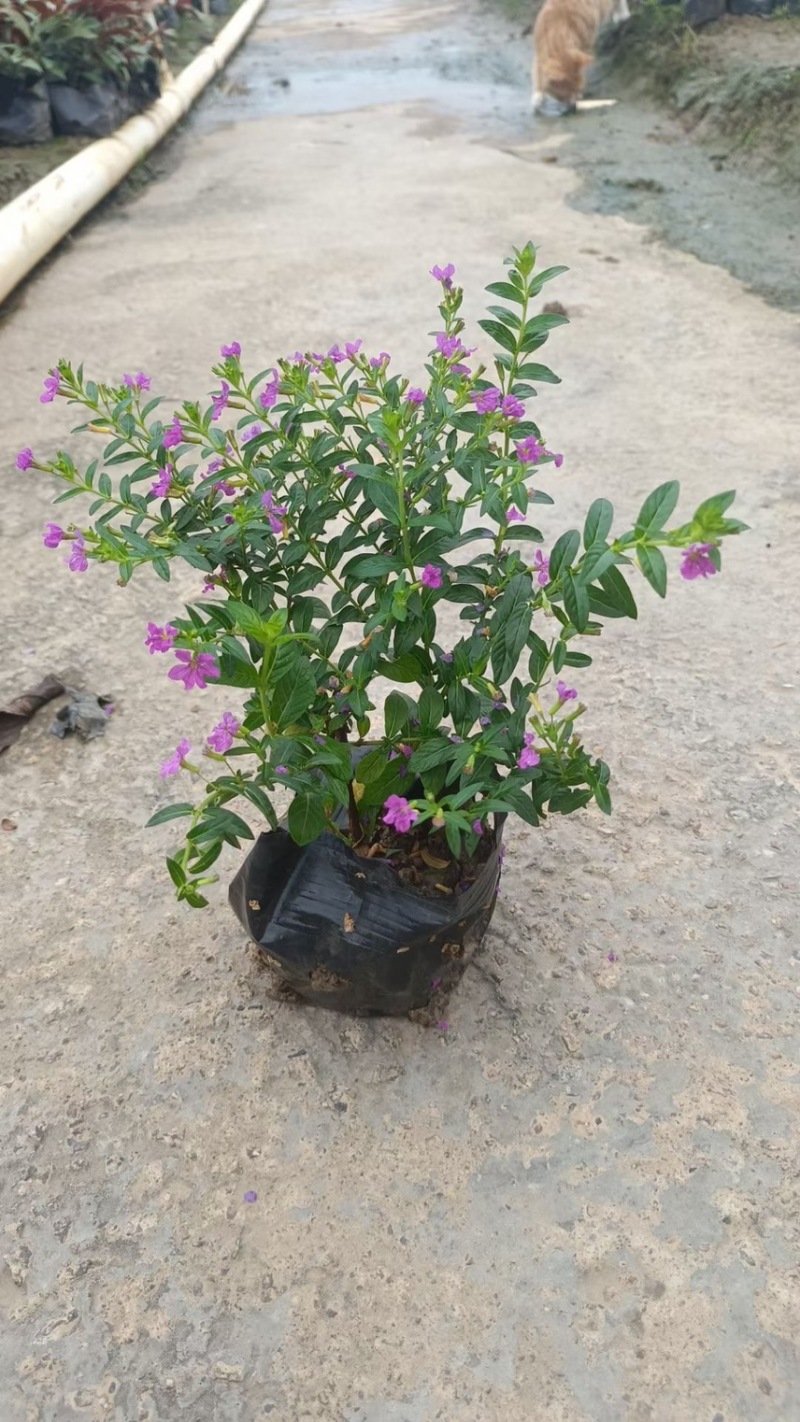 蓝星基地大量现货供应，又名星花，欢迎各位客户咨询