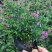 蓝星基地大量现货供应，又名星花，欢迎各位客户咨询