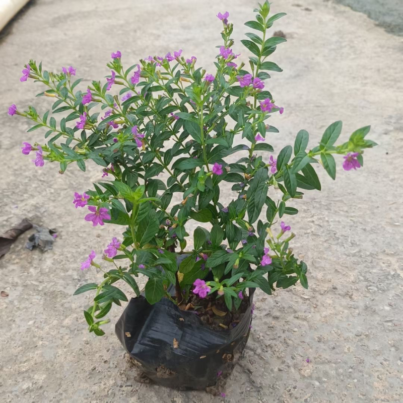 蓝星基地大量现货供应，又名星花，欢迎各位客户咨询