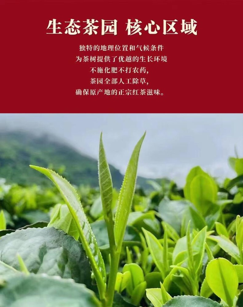 英德红茶一件代发源头厂家直发英红九号
