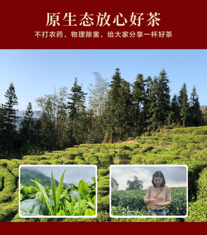 英德红茶一件代发源头厂家直发英红九号