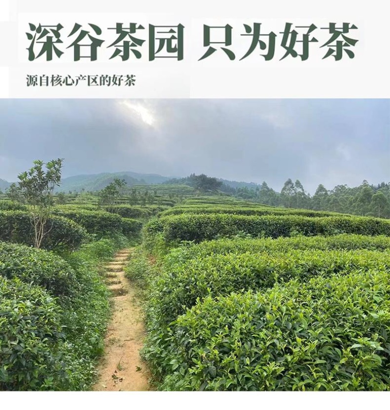 英德红茶一件代发源头厂家直发英红九号