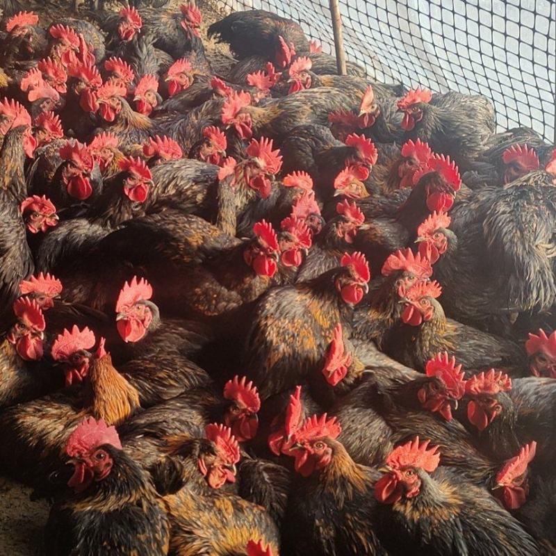 黑凤土鸡