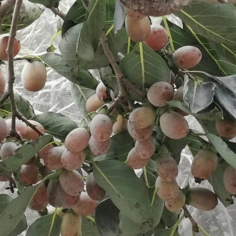 山东无籽大个君迁子苗，自己嫁接，存活率高欢迎选购