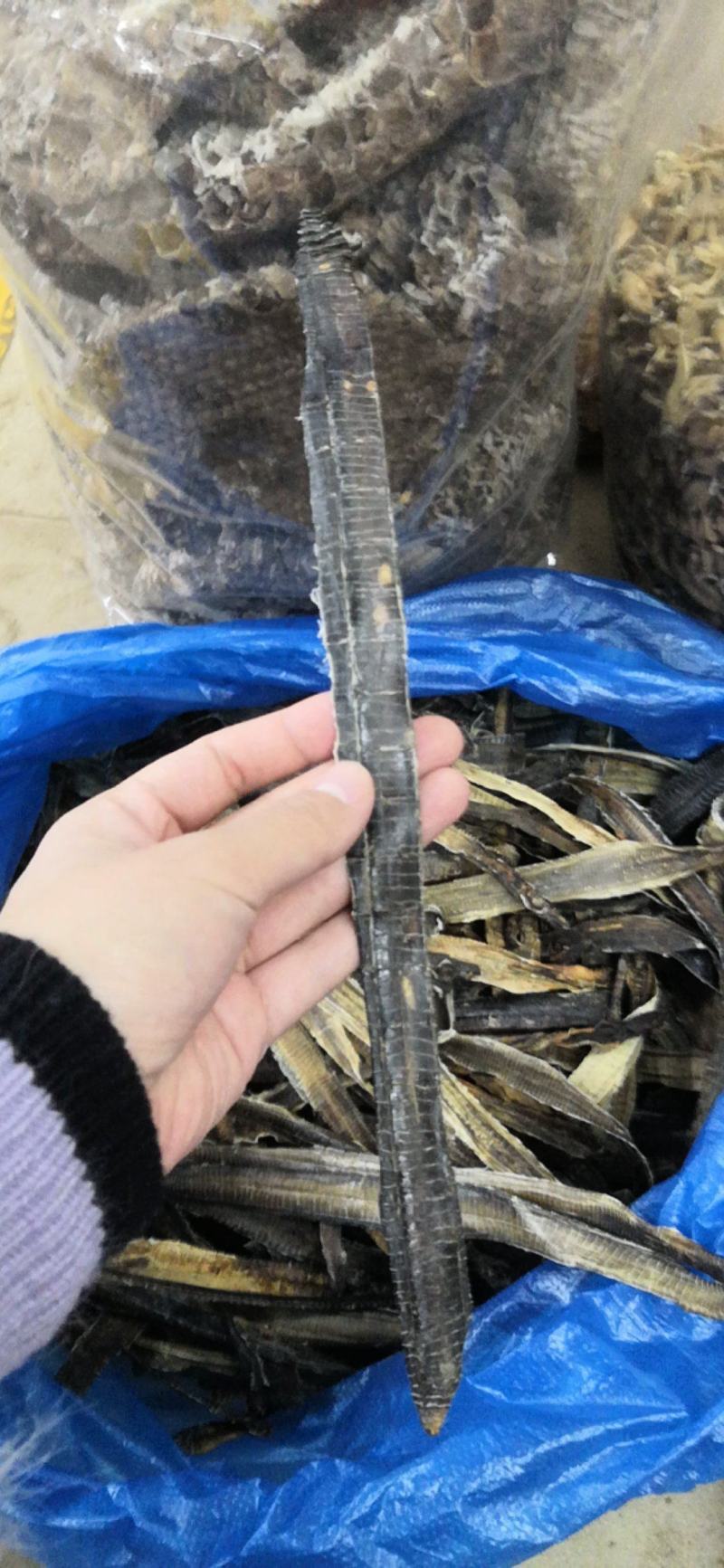 地龙蚯蚓干广西产500克一包新货干品10公斤包邮