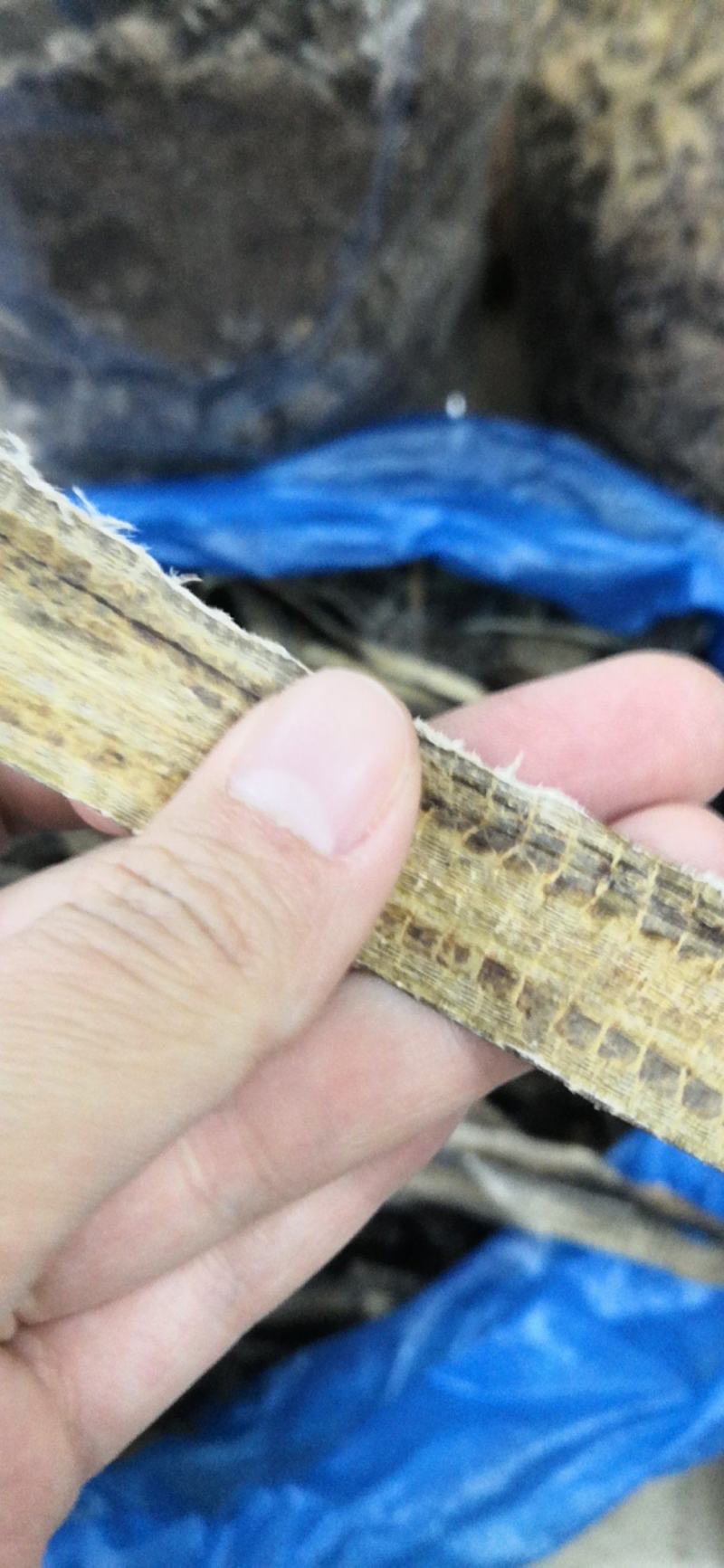 地龙蚯蚓干广西产500克一包新货干品10公斤包邮