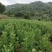 野生艾叶干艾草泡脚泡澡药包家用艾叶艾条艾绒欢迎咨询