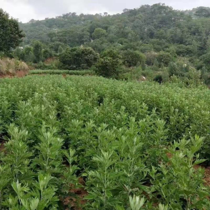 野生艾叶干艾草泡脚泡澡药包家用艾叶艾条艾绒欢迎咨询