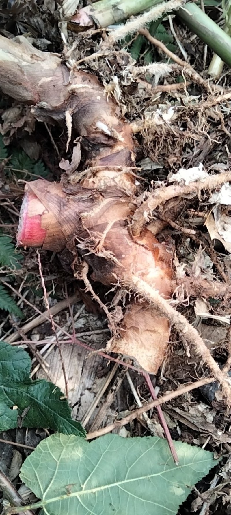 良姜，高良姜一手货源，大量采挖中