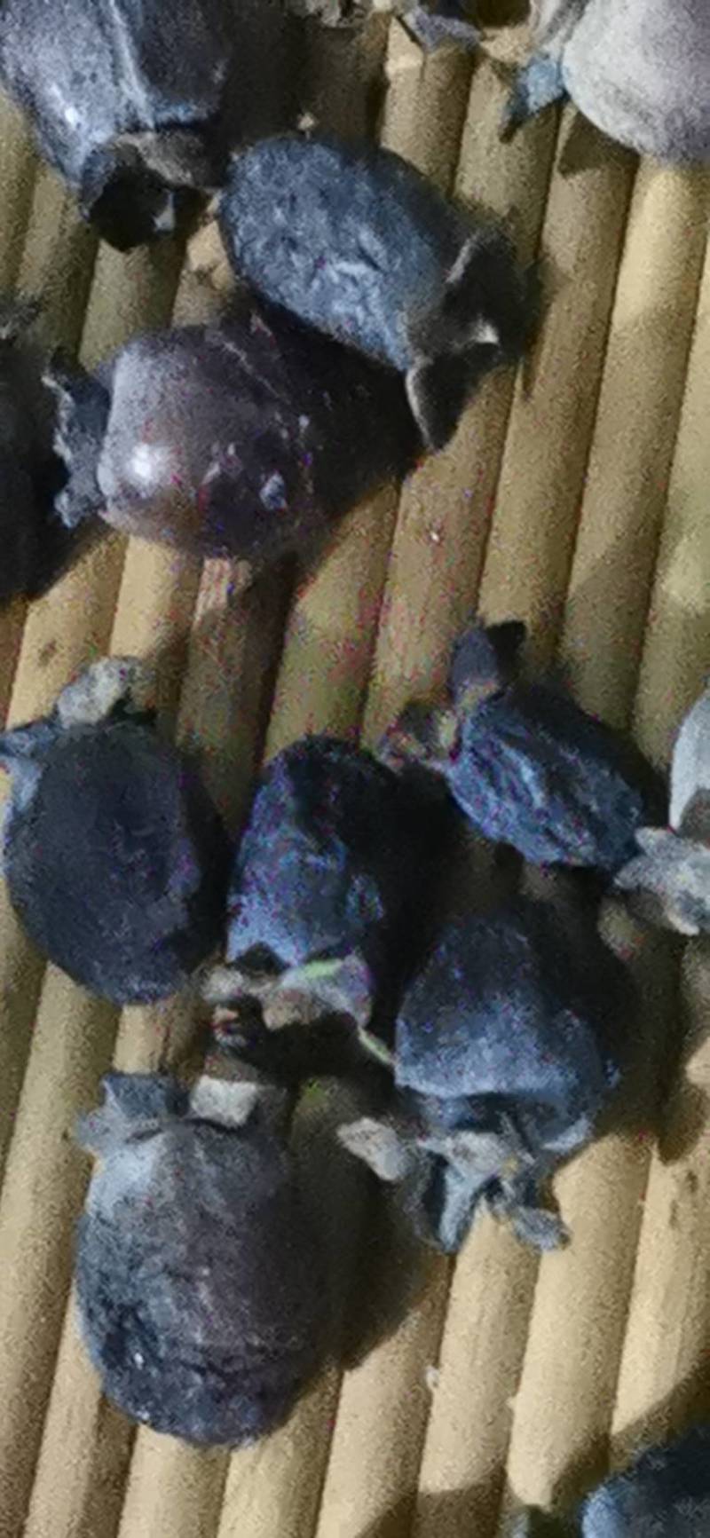 山东无籽大个君迁子苗，自己嫁接，存活率高欢迎选购