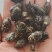 金龟子中药材大班红蝉金龟子一手货源欢迎采购下单