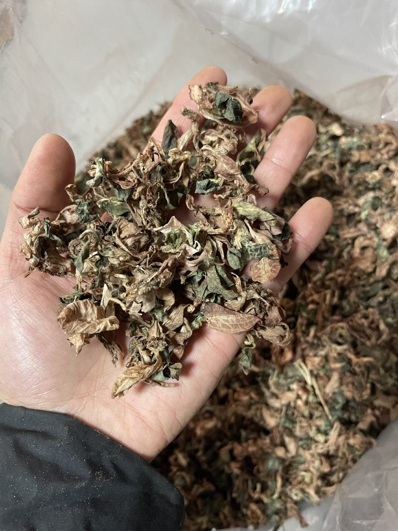 缅甸小叶银线莲纯野生银线莲（金线莲属）水洗全干。新货！
