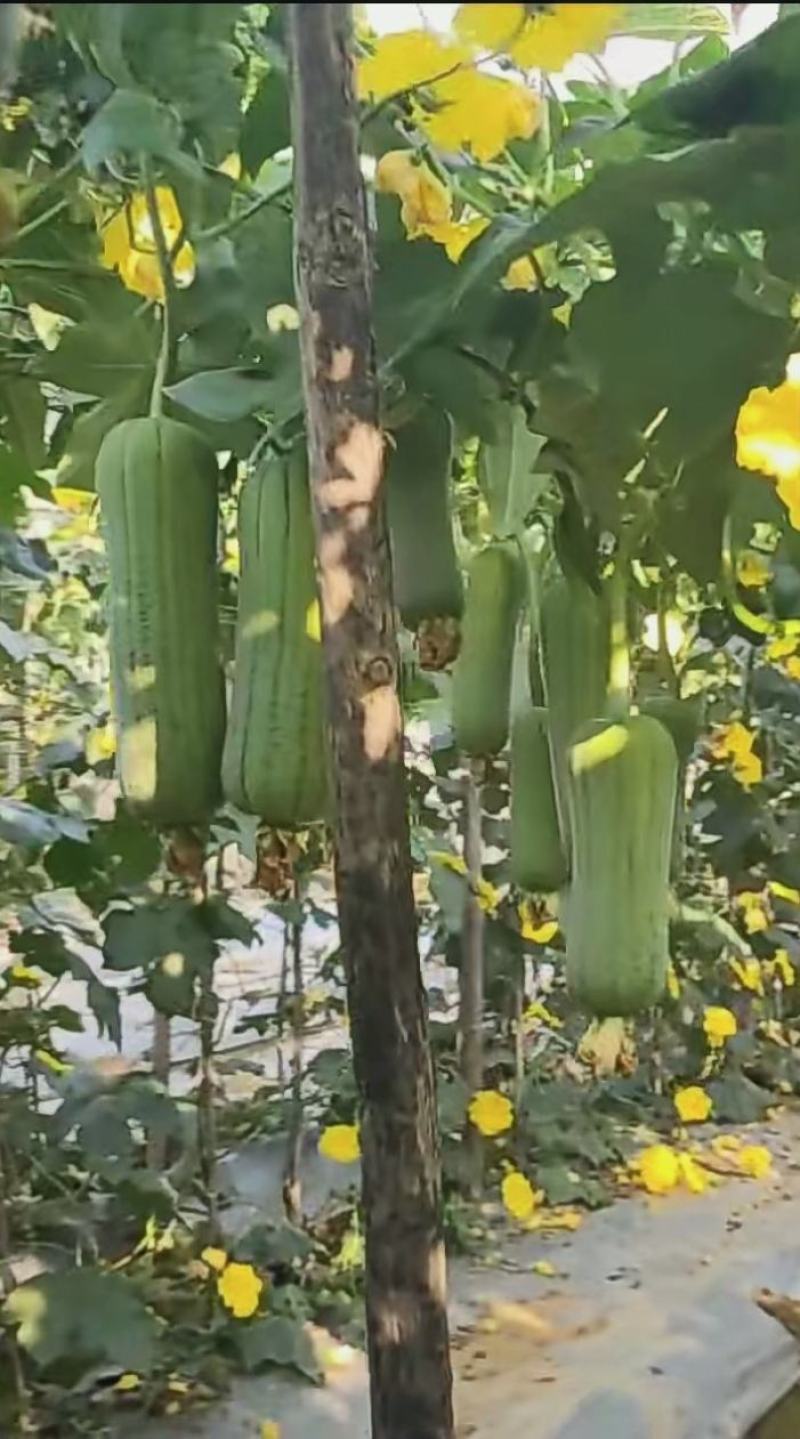 短棒丝瓜种子瓜满楼早熟短棒型肉丝瓜挂果多翠绿皮品质好