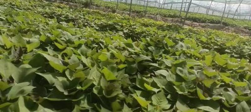 基地直脱毒薯苗蜜薯苗西瓜红苗地瓜苗甘薯苗