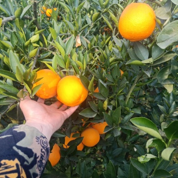 脐橙