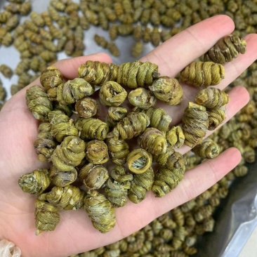 霍山铁皮石斛