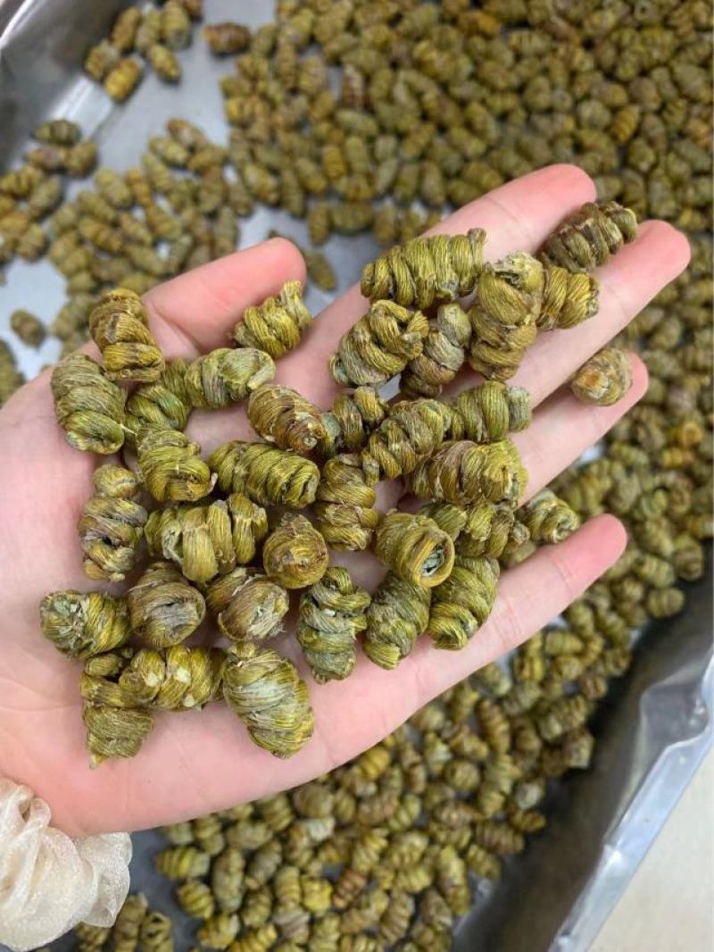 霍山铁皮石斛