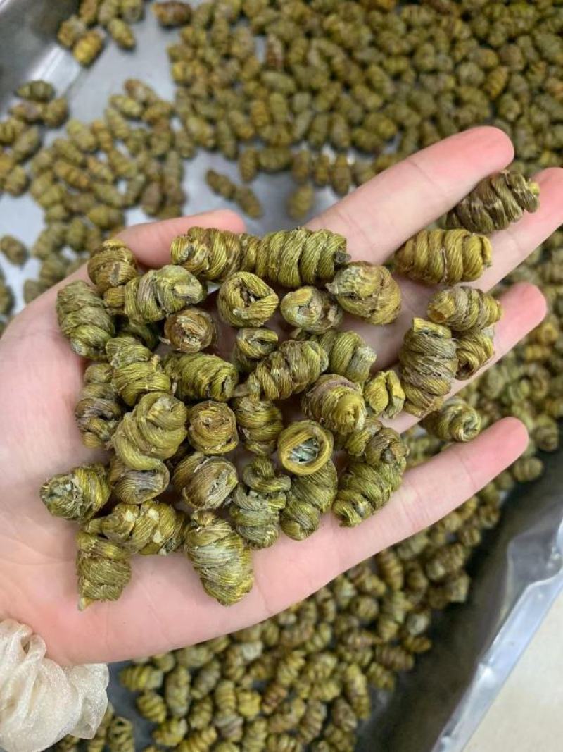 霍山铁皮石斛