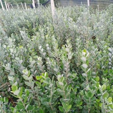 菲油果苗