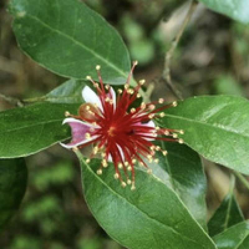 菲油果苗