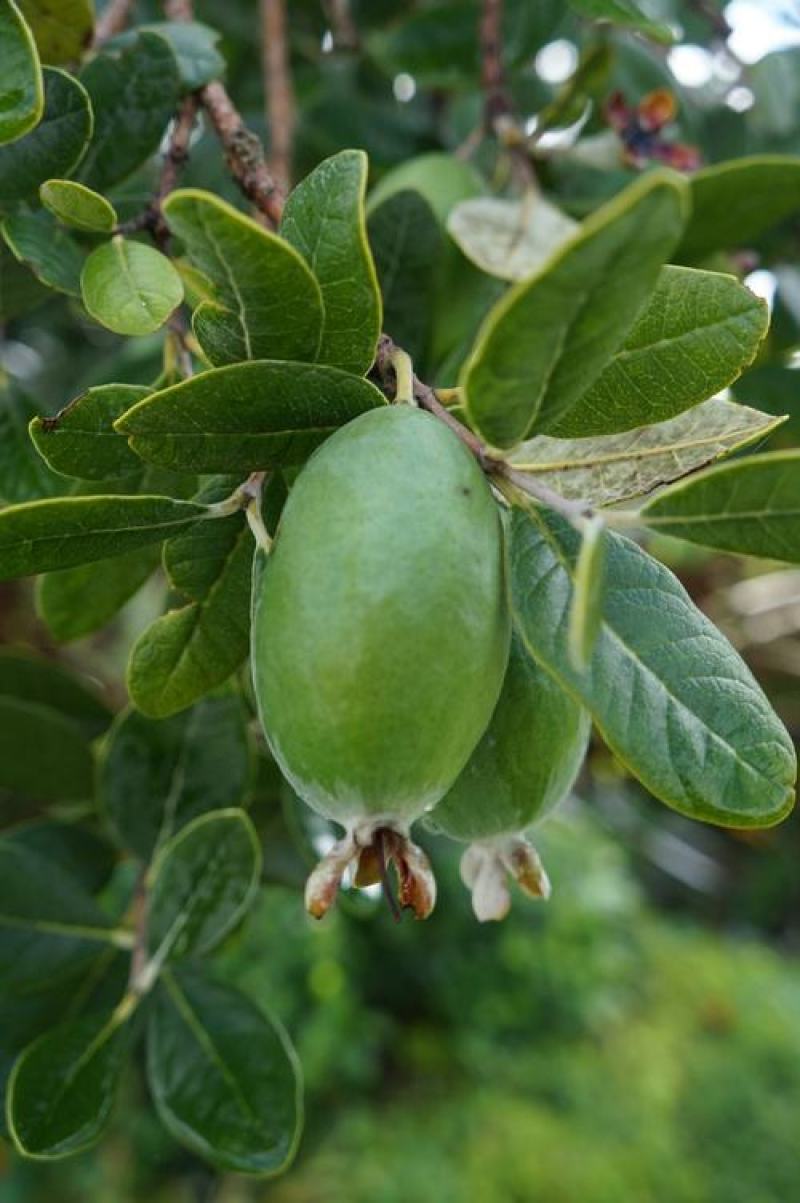 菲油果苗