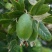 菲油果苗