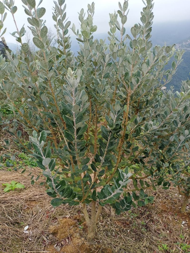 菲油果苗